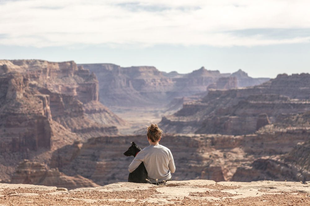 10 conseils pour voyager avec votre animal