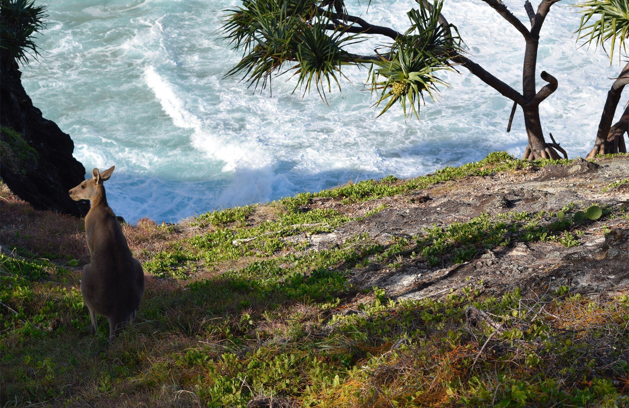 10 Dinge, die Sie über Kangaroo Island wissen müssen