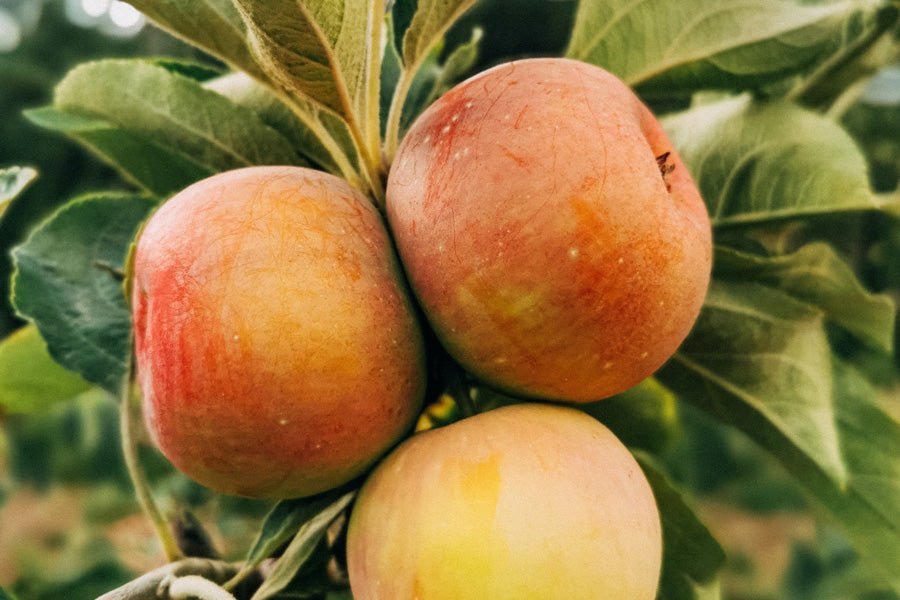 10 razones para consumir productos ecológicos