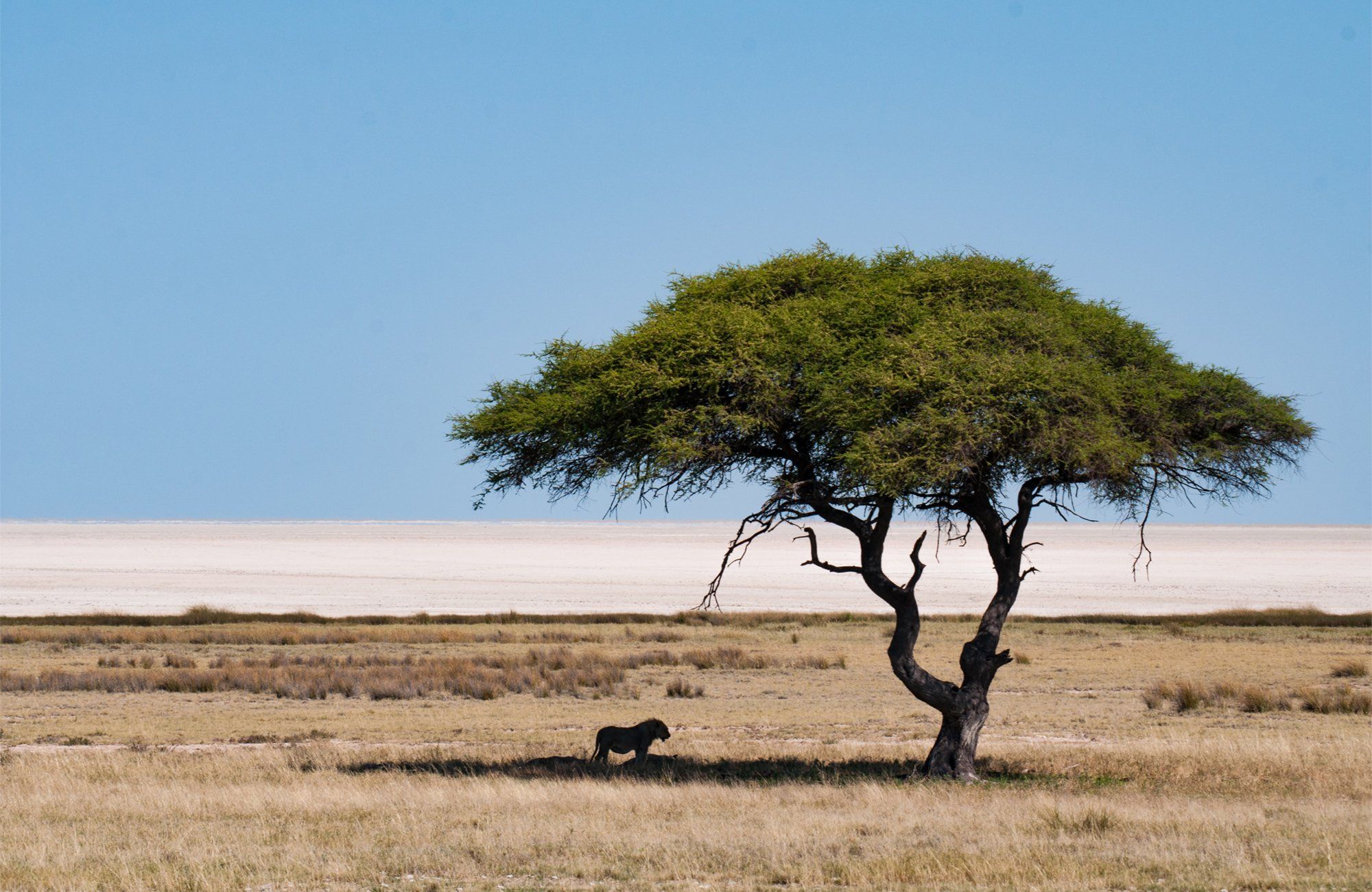 La Namibie, le joyau du désert